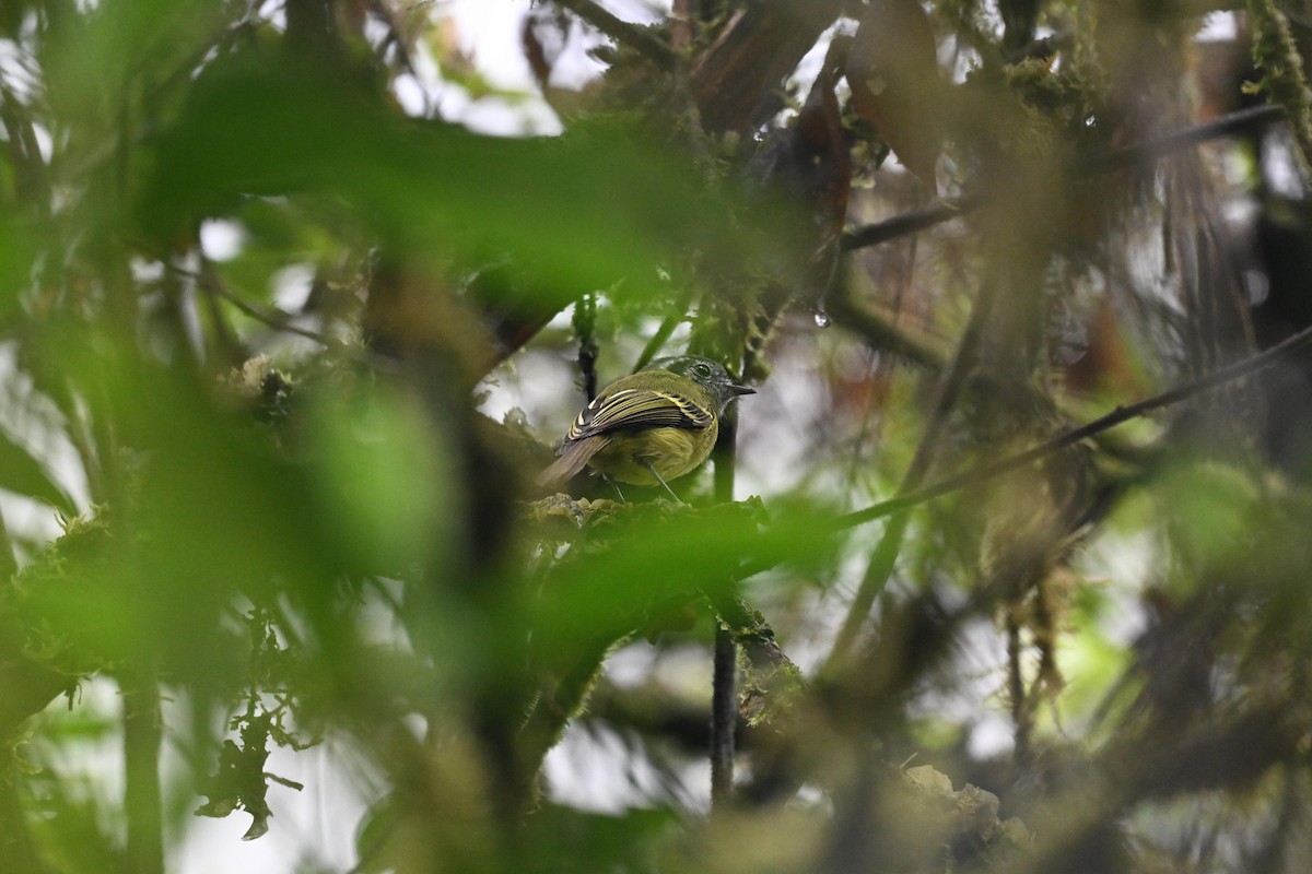 Ashy-headed Tyrannulet - ML638970502