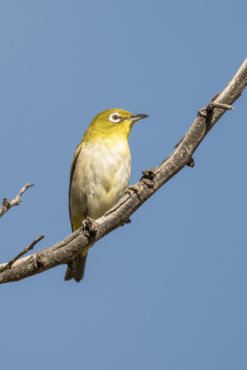 Warbling White-eye - ML638970521