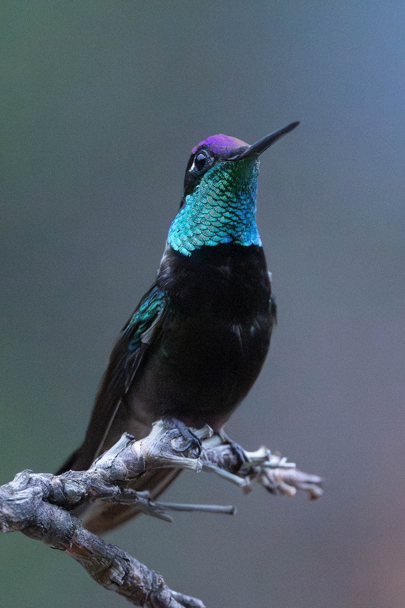 Rivoli's Hummingbird - ML638970545