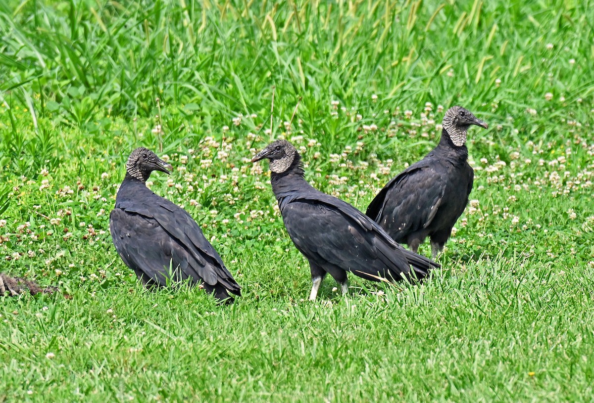 クロコンドル - ML638970546