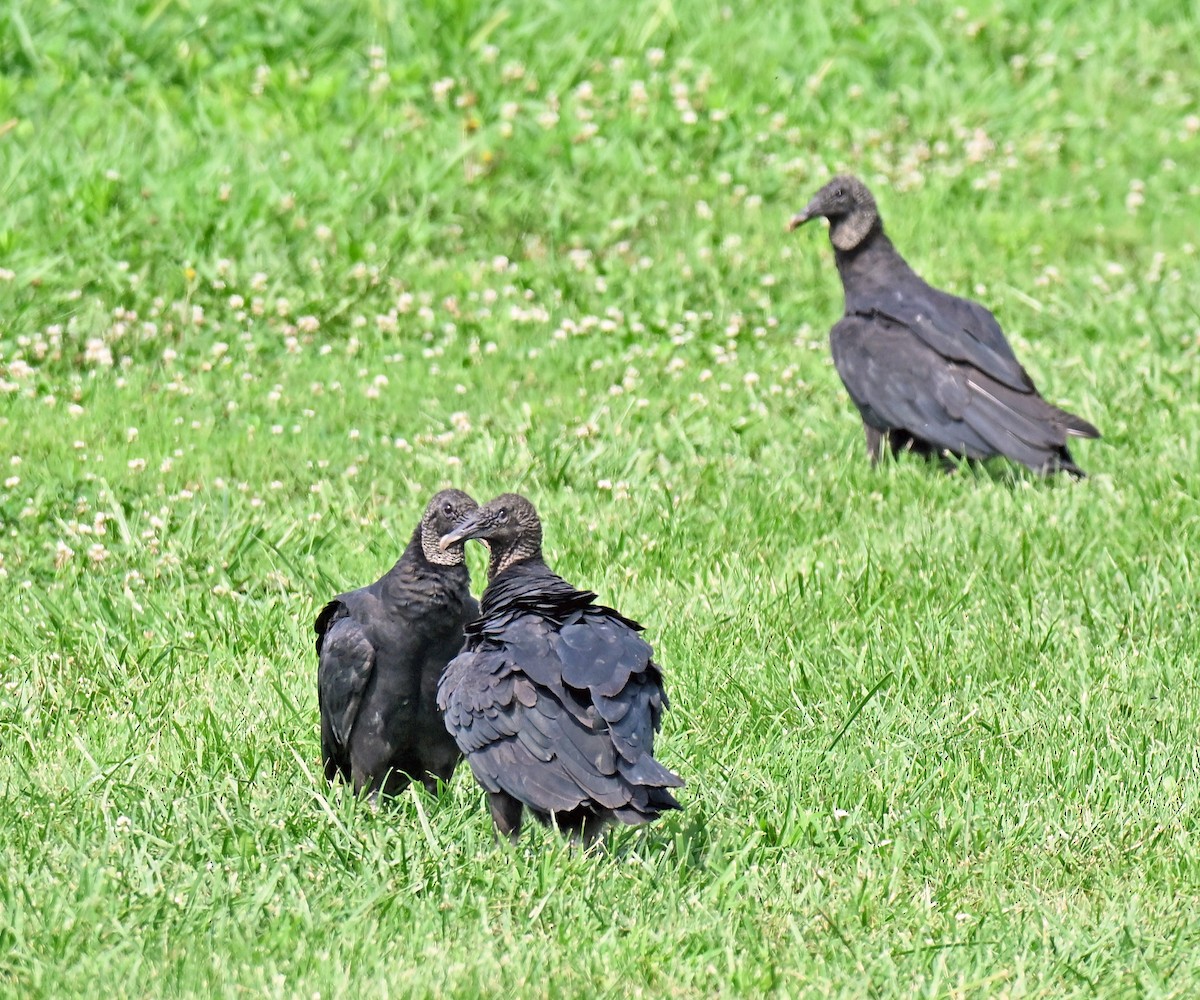 クロコンドル - ML638970547