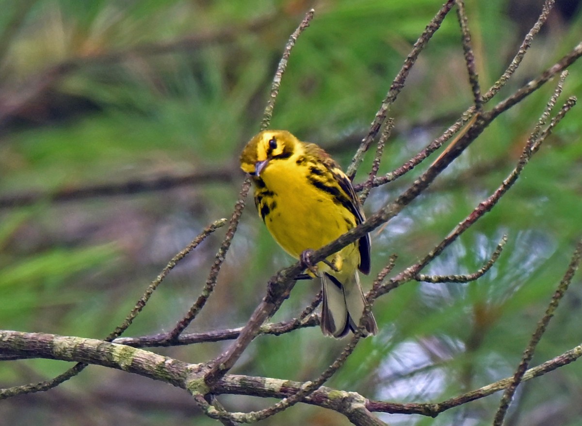 チャスジアメリカムシクイ - ML638970578