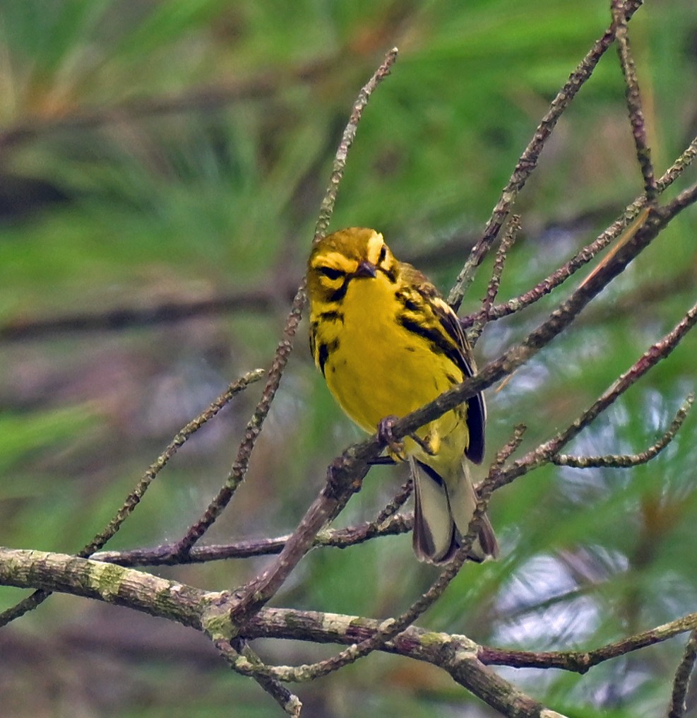 チャスジアメリカムシクイ - ML638970579