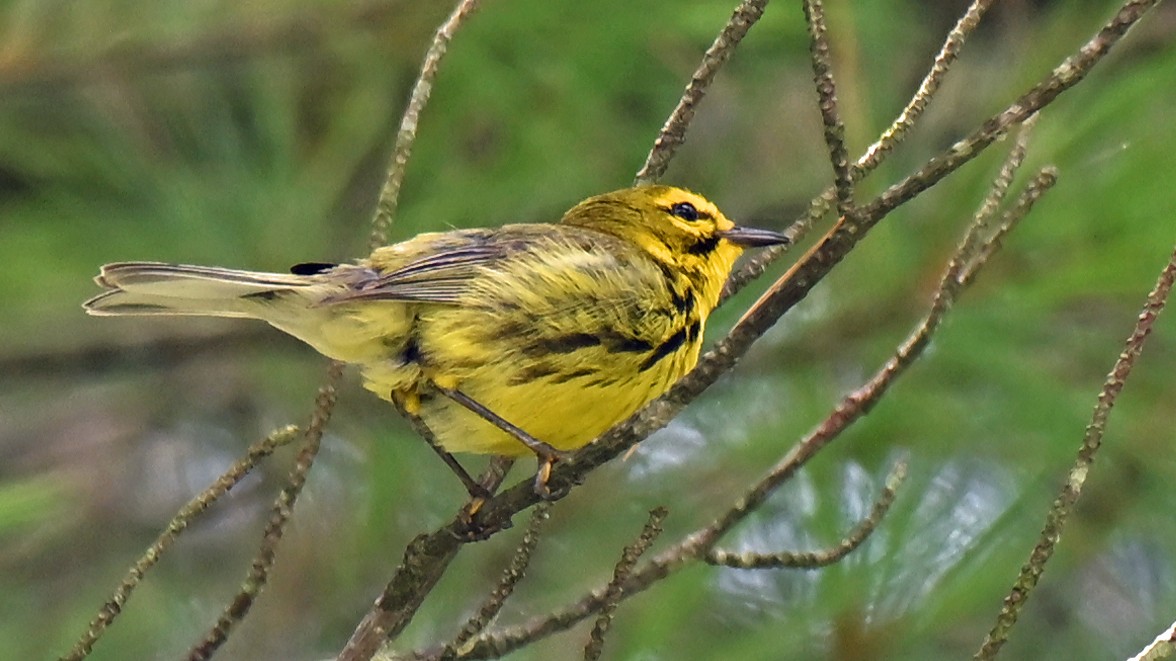 チャスジアメリカムシクイ - ML638970580