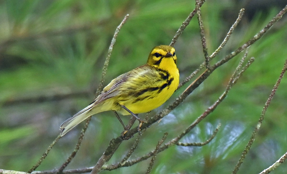 チャスジアメリカムシクイ - ML638970581