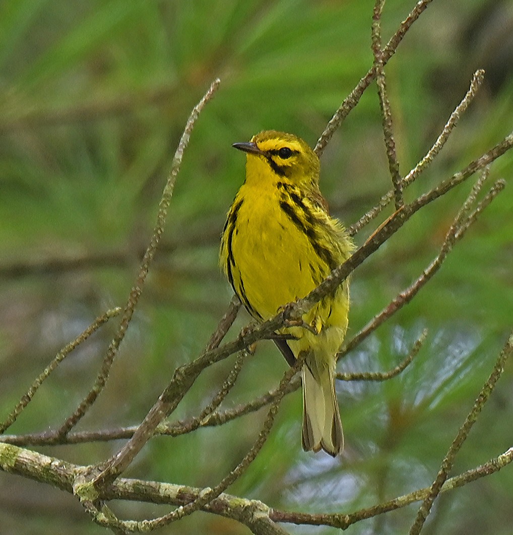 チャスジアメリカムシクイ - ML638970584