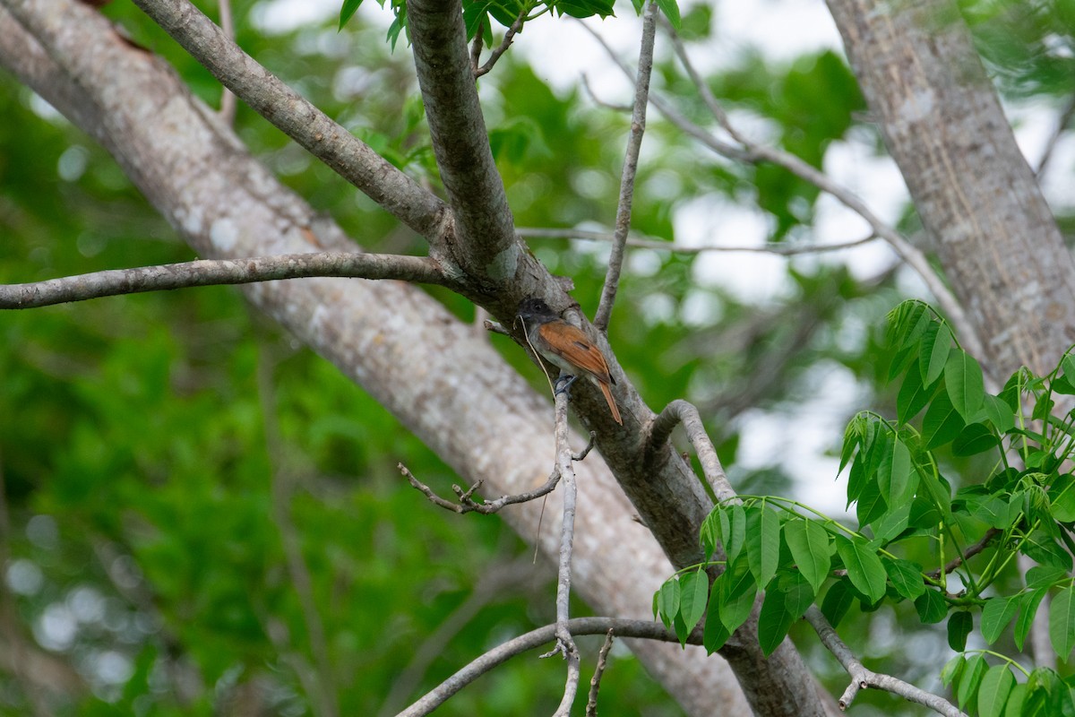 Rose-throated Becard - ML638970596