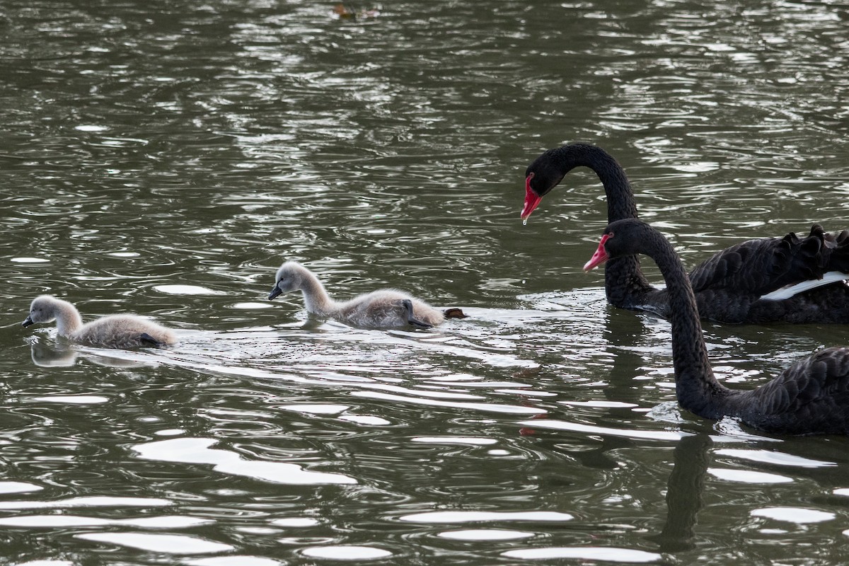 Black Swan - ML638970618