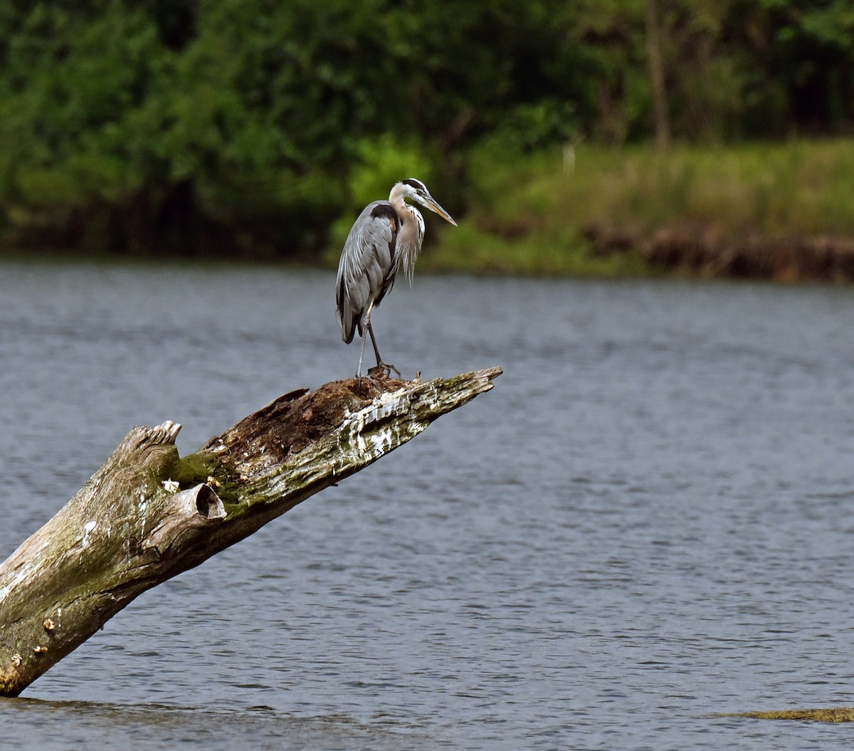 オオアオサギ - ML638970624