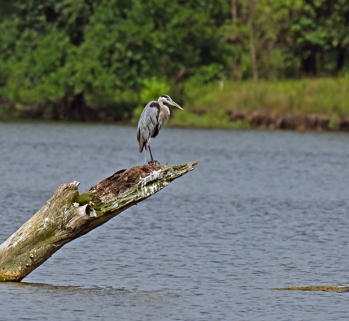 オオアオサギ - ML638970625