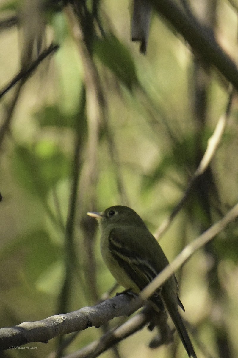 Western Flycatcher - ML638970627