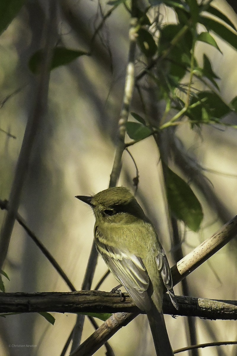 Western Flycatcher - ML638970630