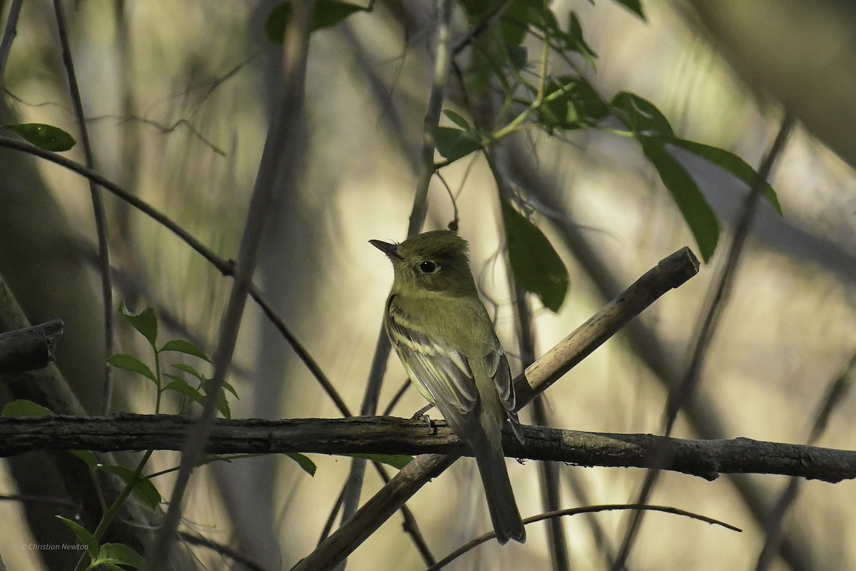 Western Flycatcher - ML638970634