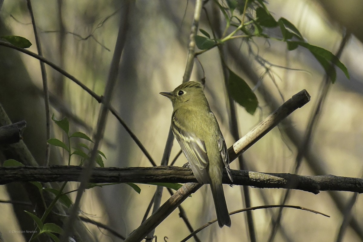 Western Flycatcher - ML638970636