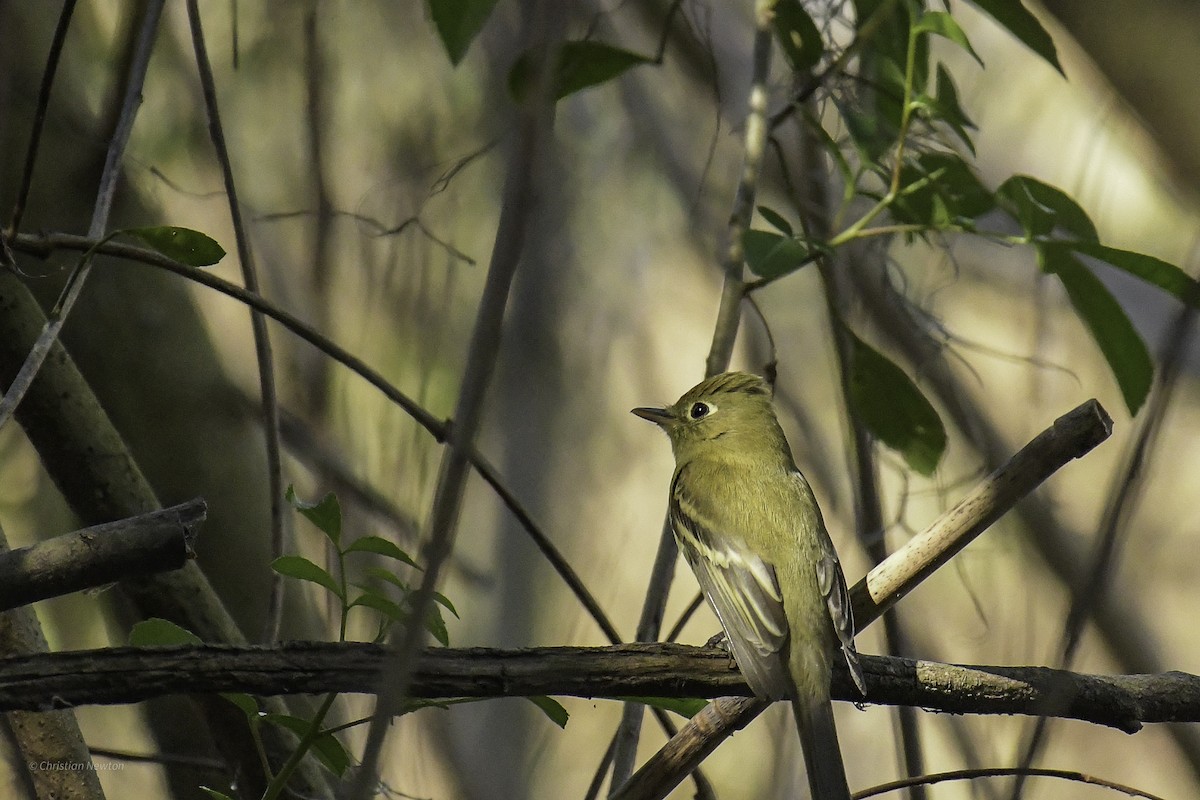 Western Flycatcher - ML638970637