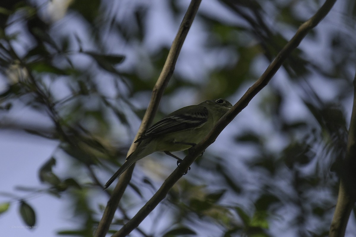 Western Flycatcher - ML638970638