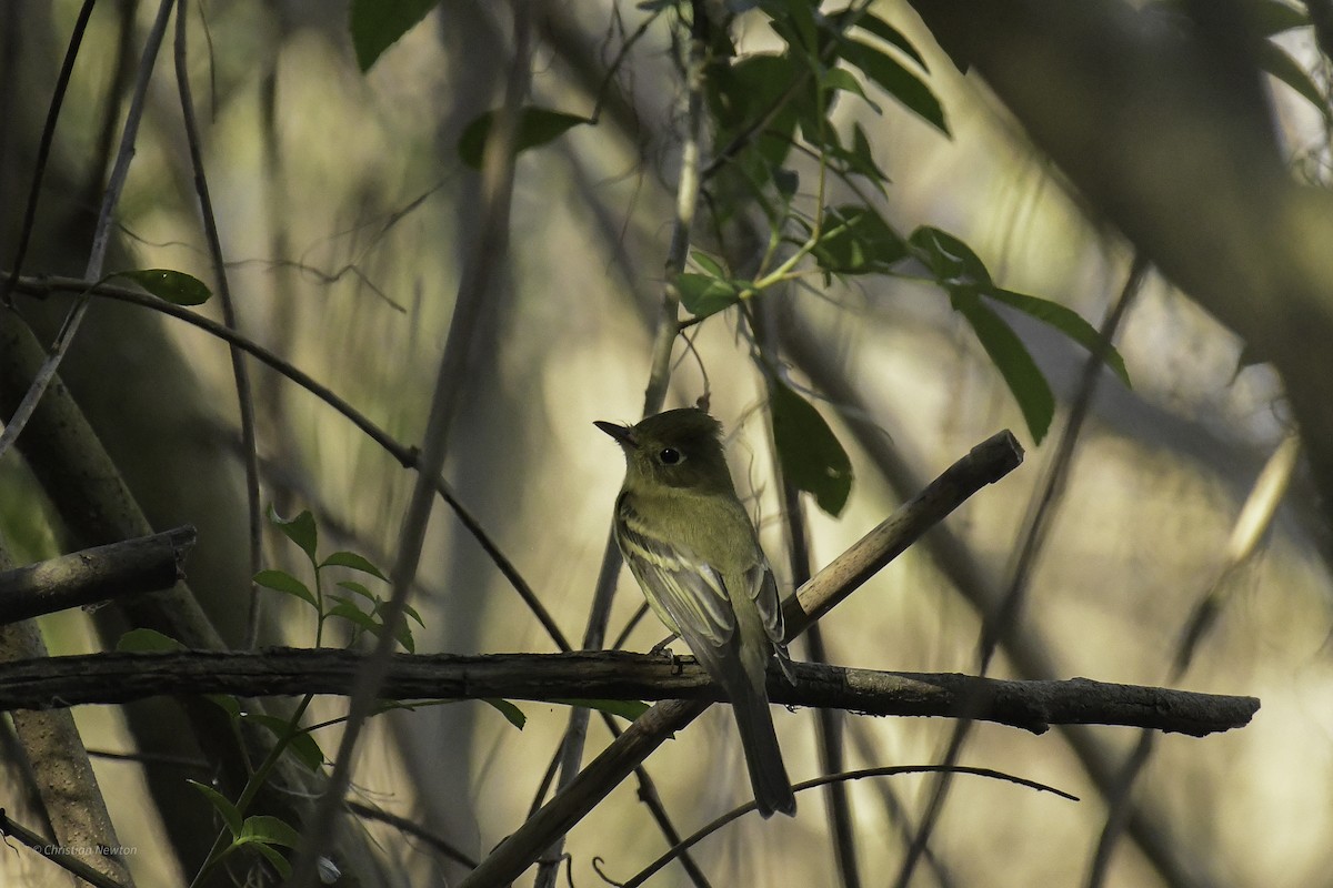 Western Flycatcher - ML638970640