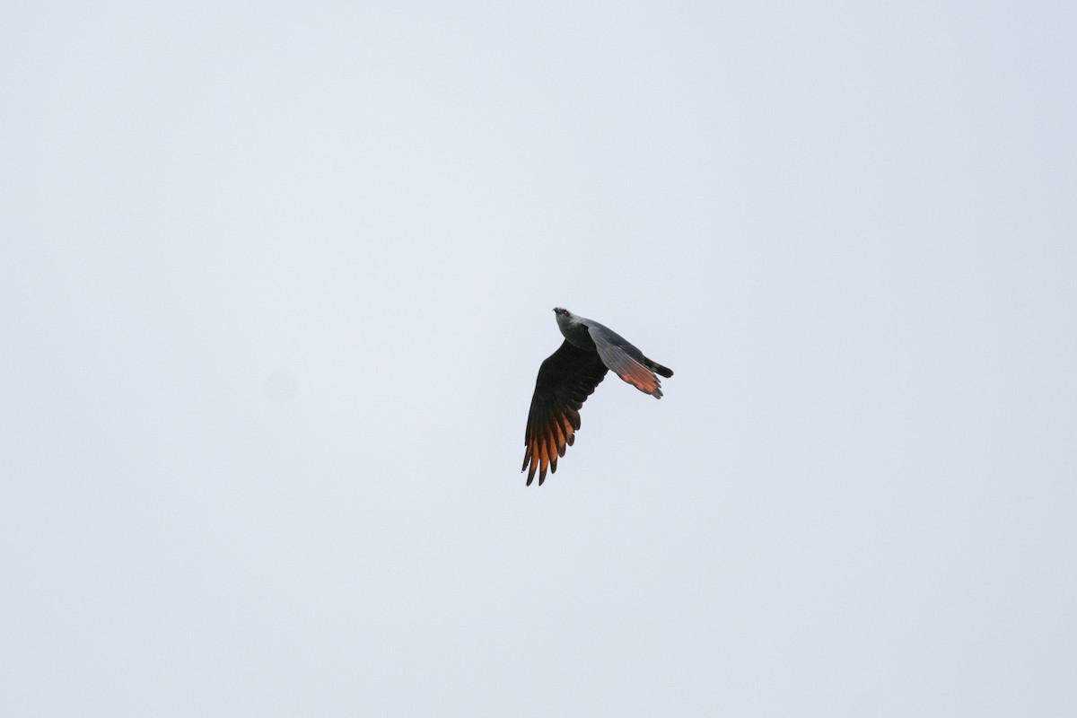 Plumbeous Kite - ML638970658