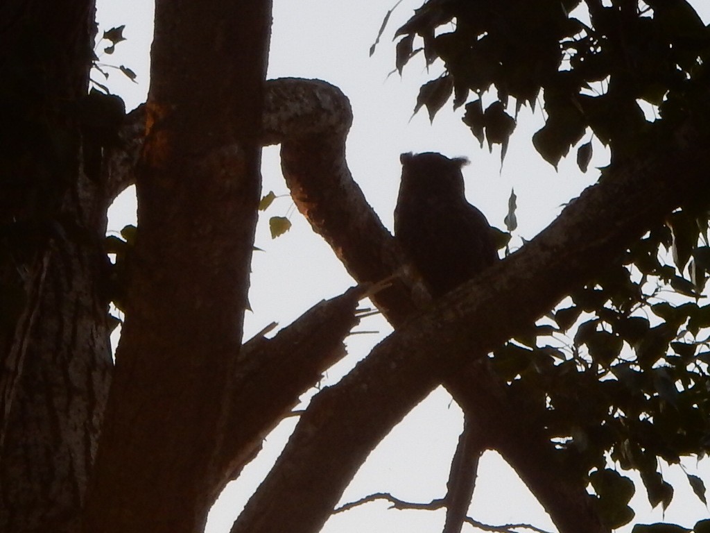 Great Horned Owl - ML638970660