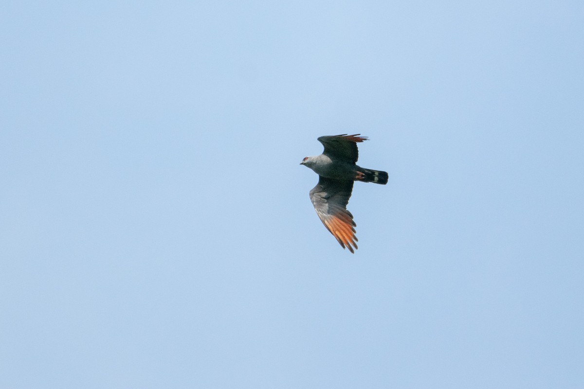 Plumbeous Kite - ML638970702