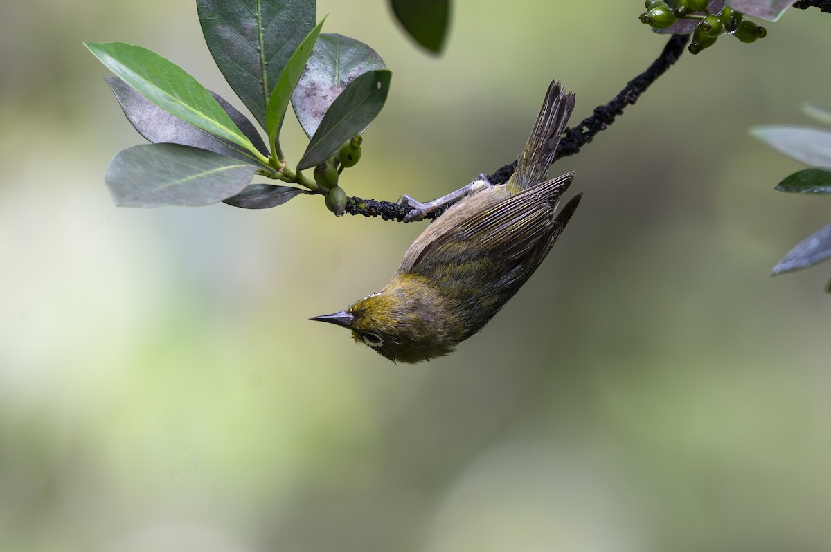 Warbling White-eye - ML638970706