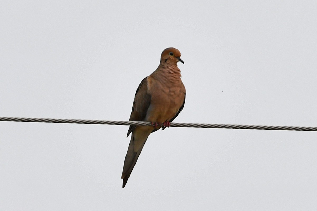 Mourning Dove - ML638970720