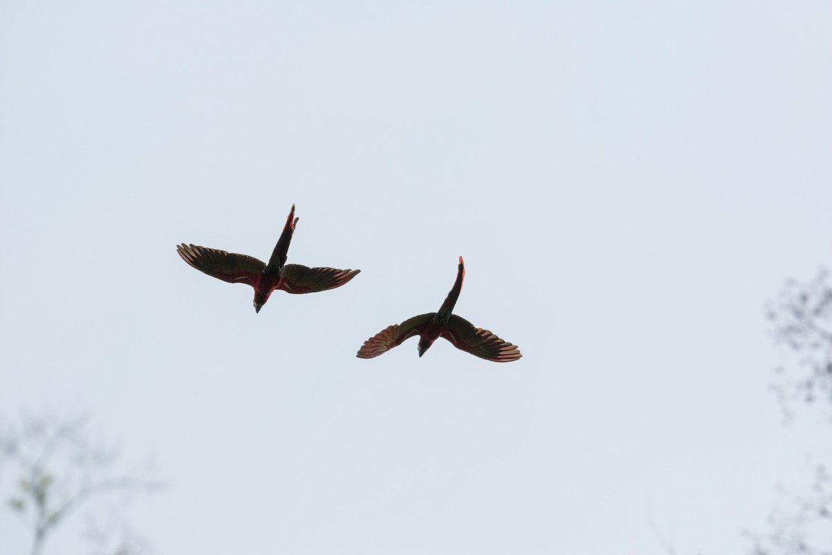 Scarlet Macaw - ML638970731