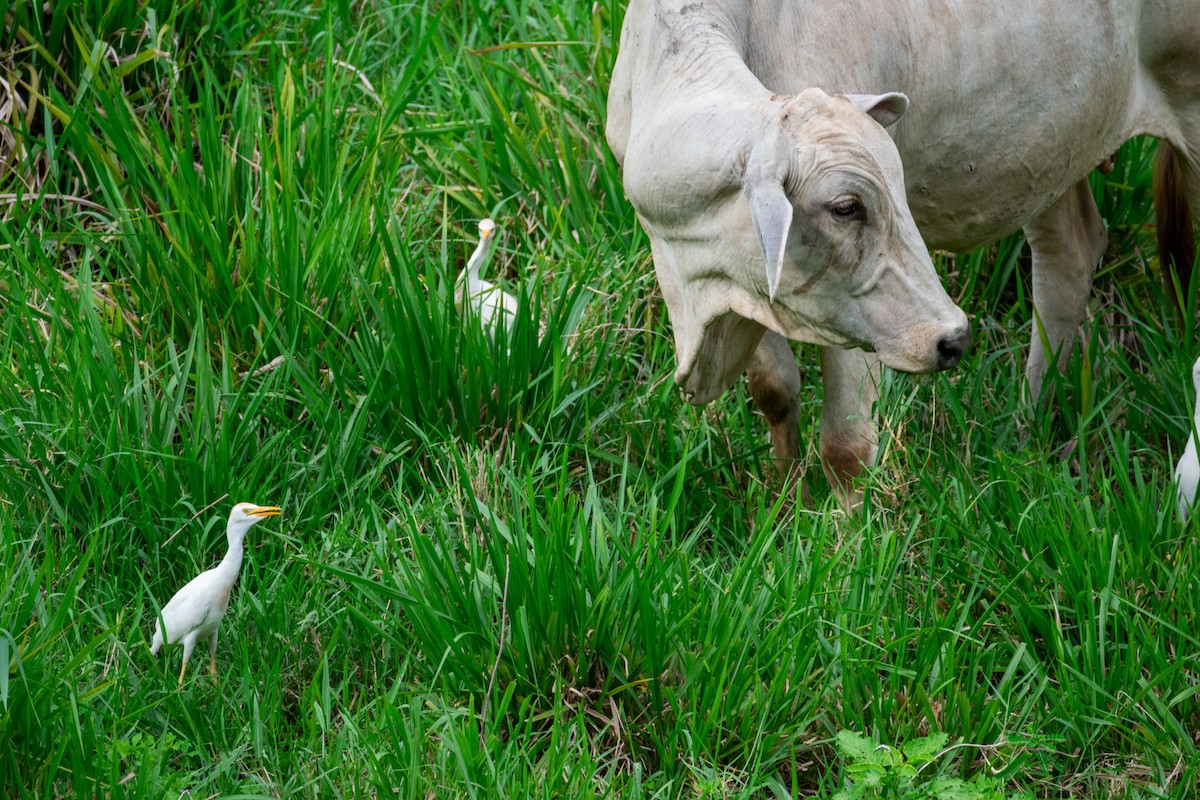 Western Cattle-Egret - ML638970759