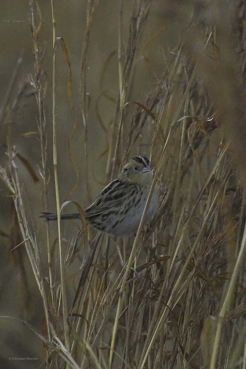 LeConte's Sparrow - ML638970761