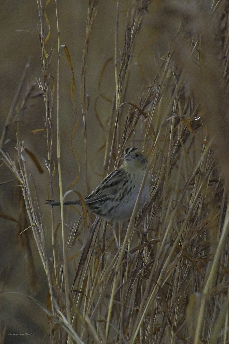 LeConte's Sparrow - ML638970763
