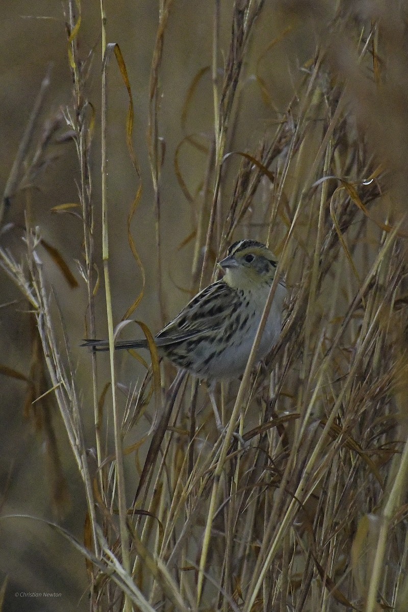 LeConte's Sparrow - ML638970764