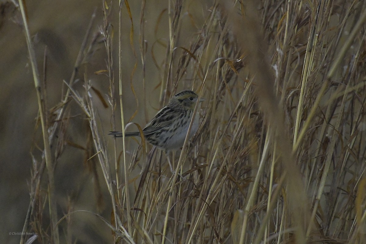 LeConte's Sparrow - ML638970765