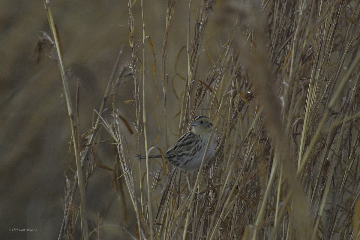 LeConte's Sparrow - ML638970766