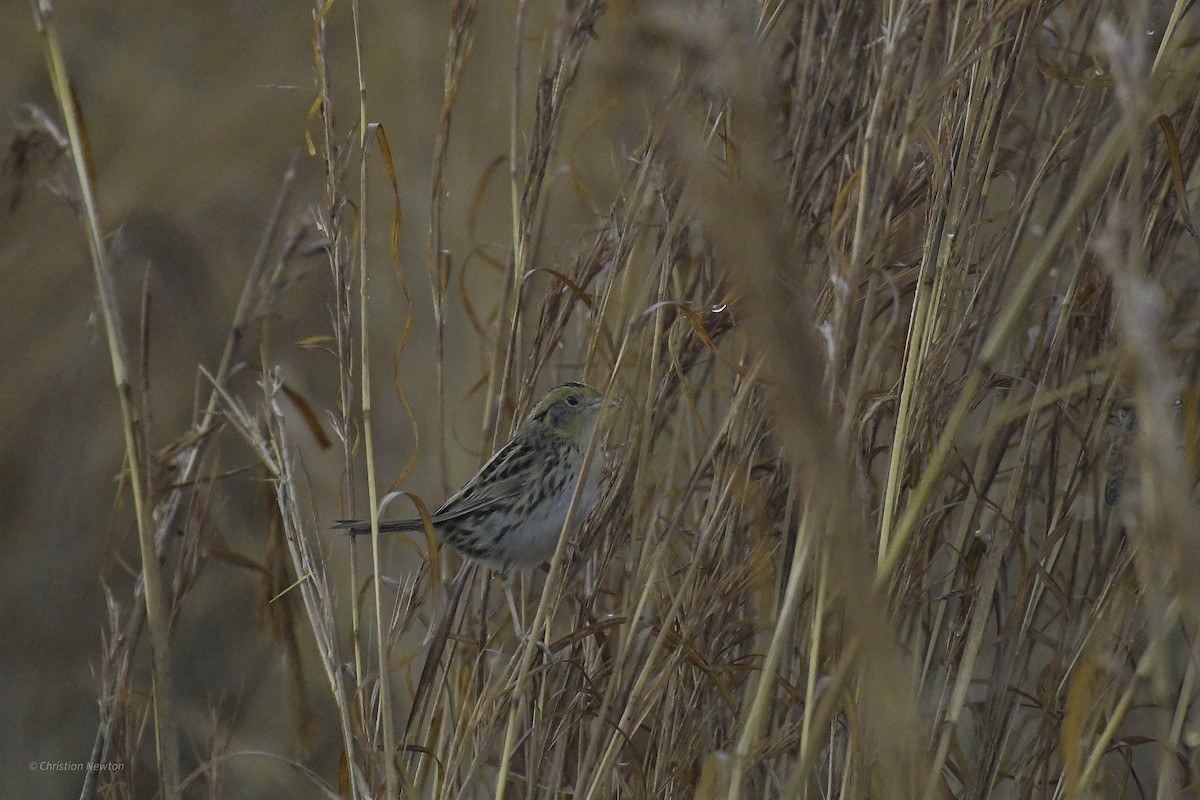 LeConte's Sparrow - ML638970767
