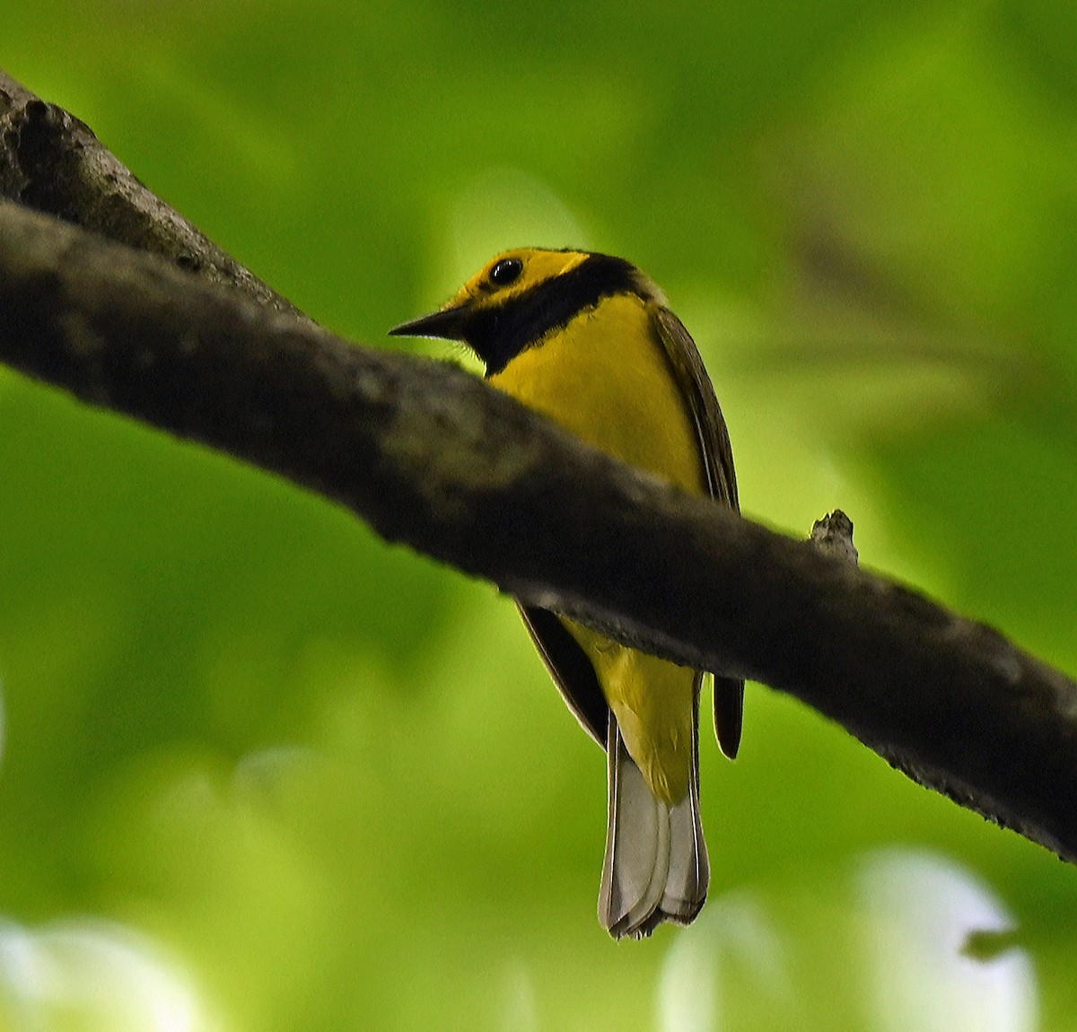 Hooded Warbler - ML638970772