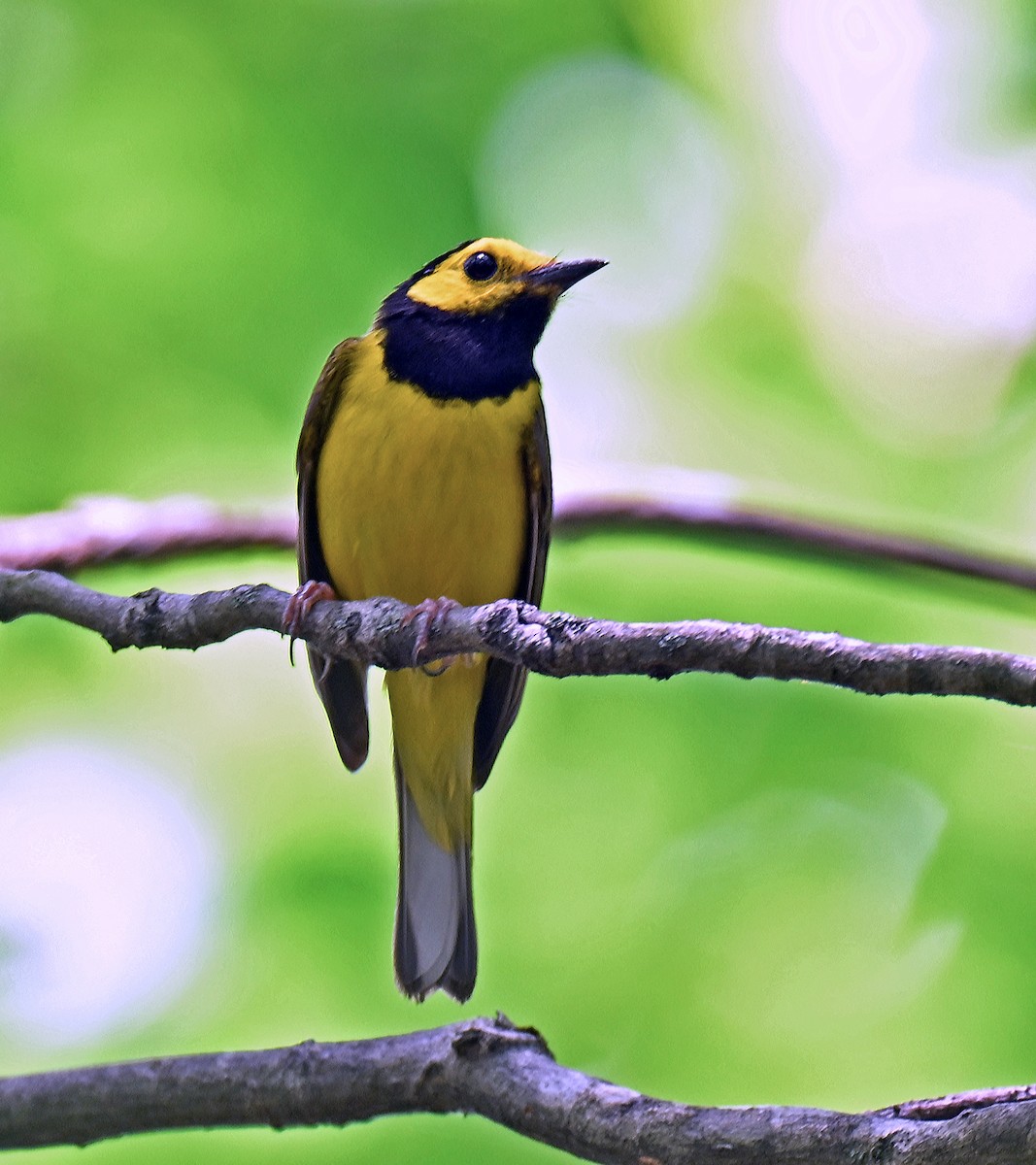 Hooded Warbler - ML638970779