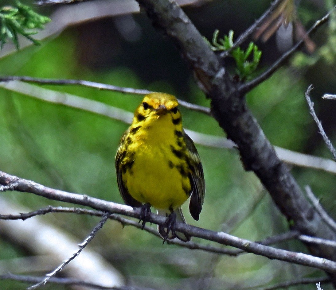 Prairie Warbler - ML638970805