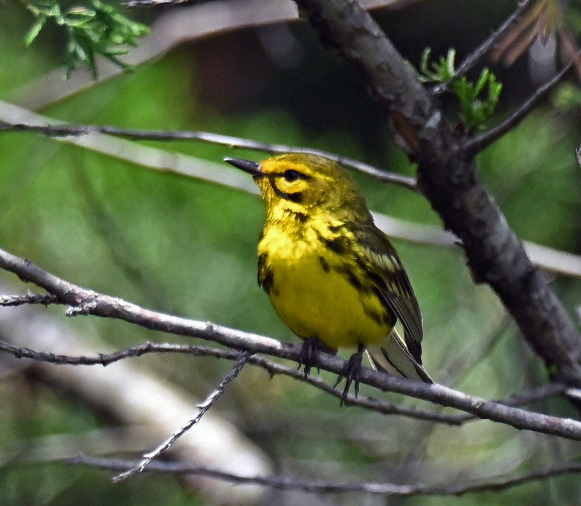 Prairie Warbler - ML638970806