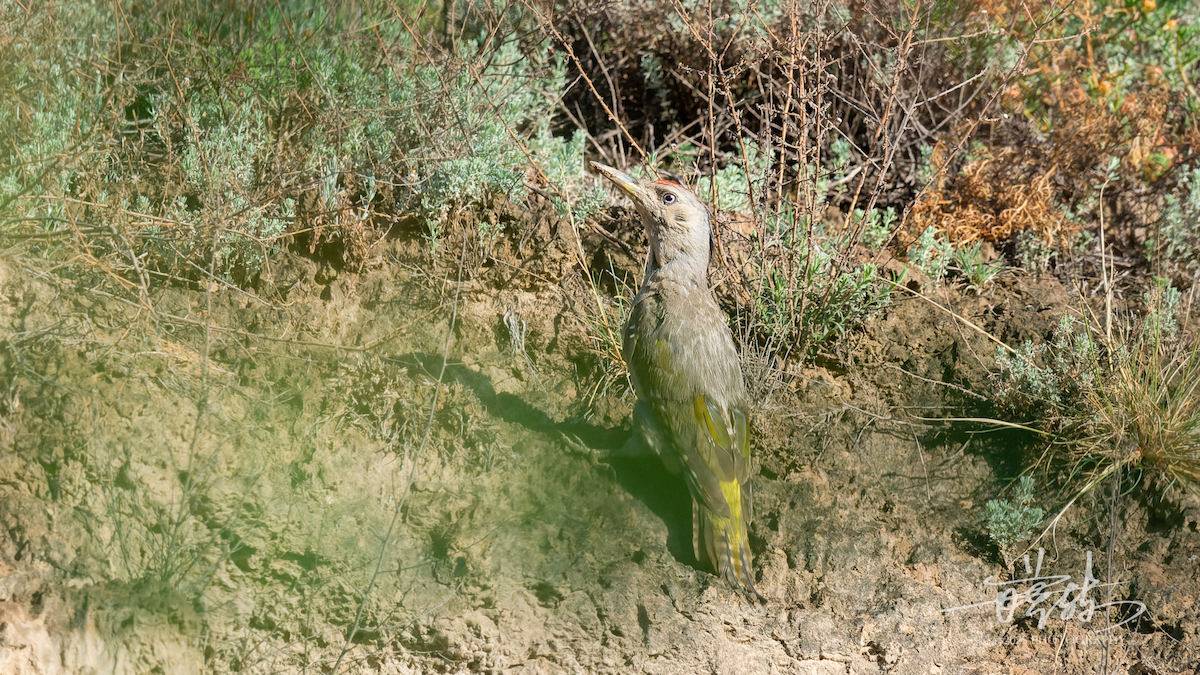žluna šedá - ML638970809