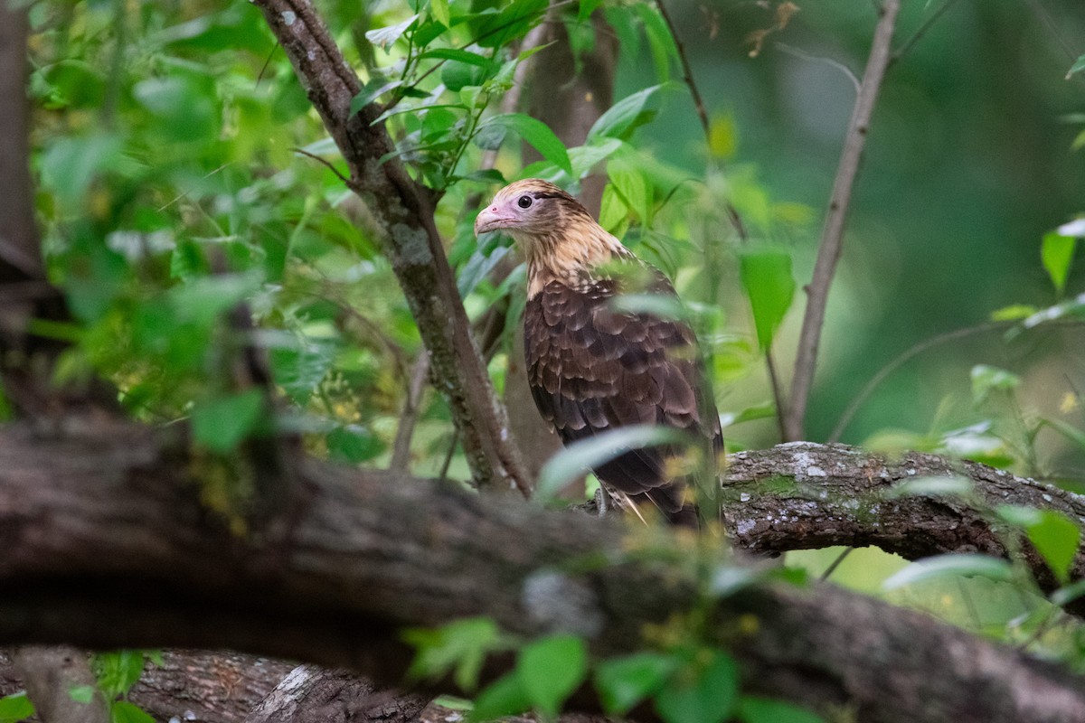 Yellow-headed Caracara - ML638970813