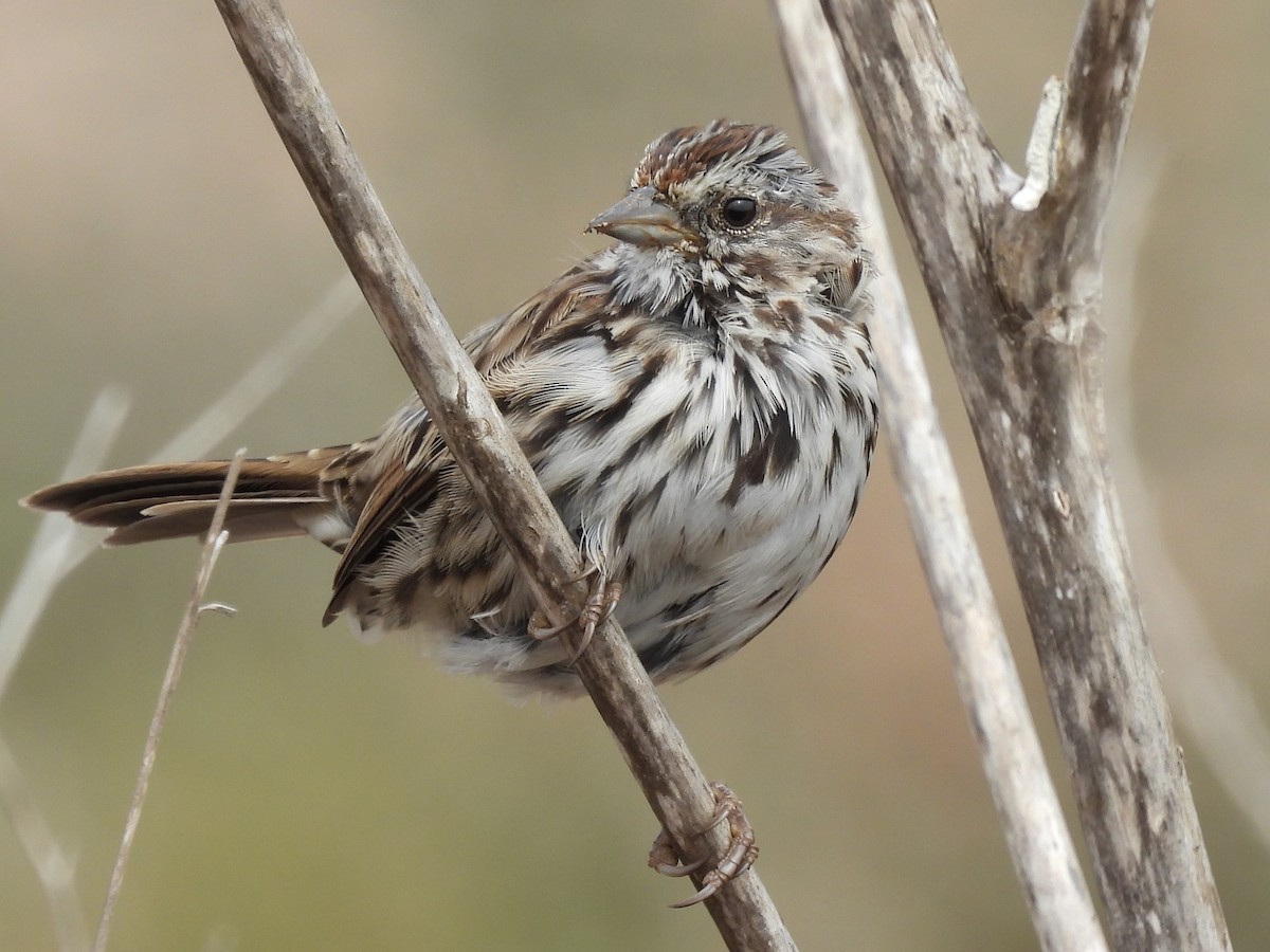 Song Sparrow - ML638970829