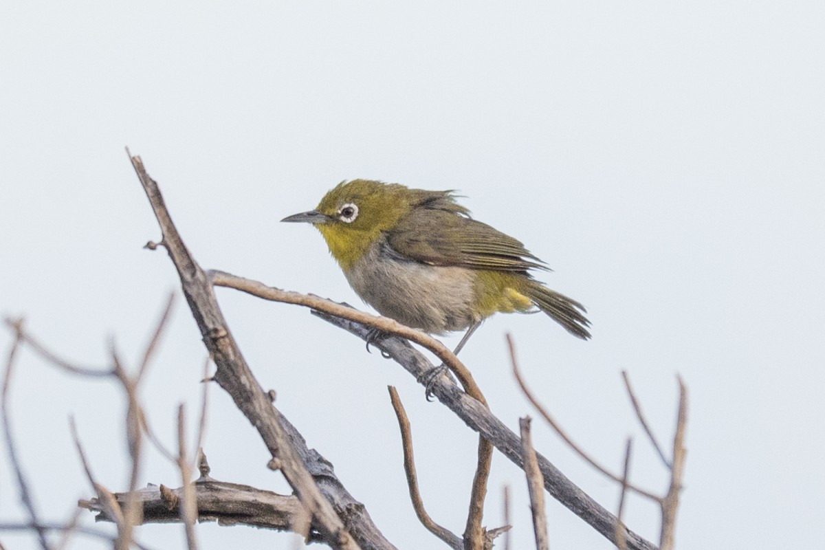 Warbling White-eye - ML638970836