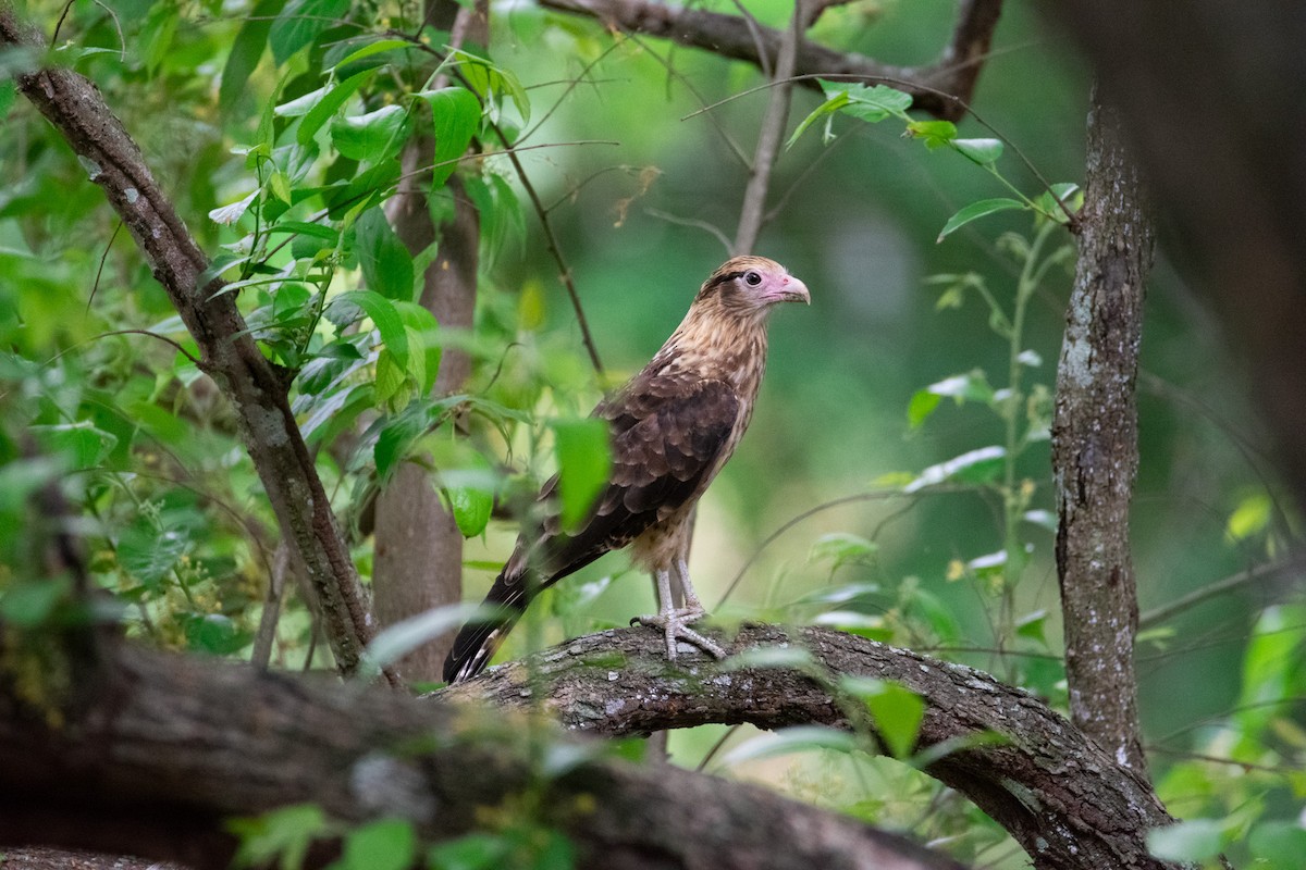 Yellow-headed Caracara - ML638970845