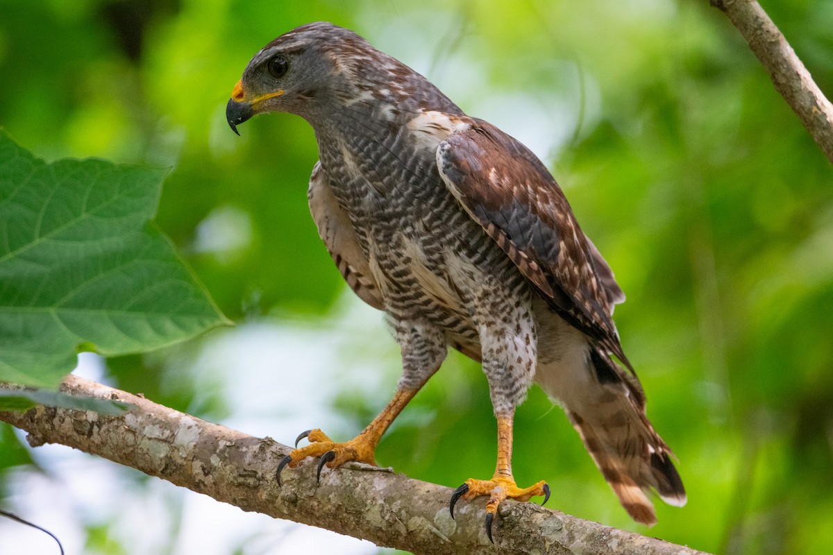 Gray Hawk - ML638970898