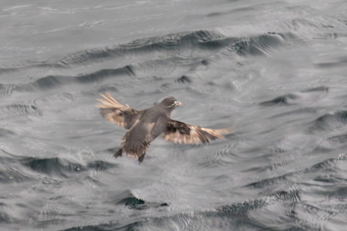 Whiskered Auklet - ML638970901