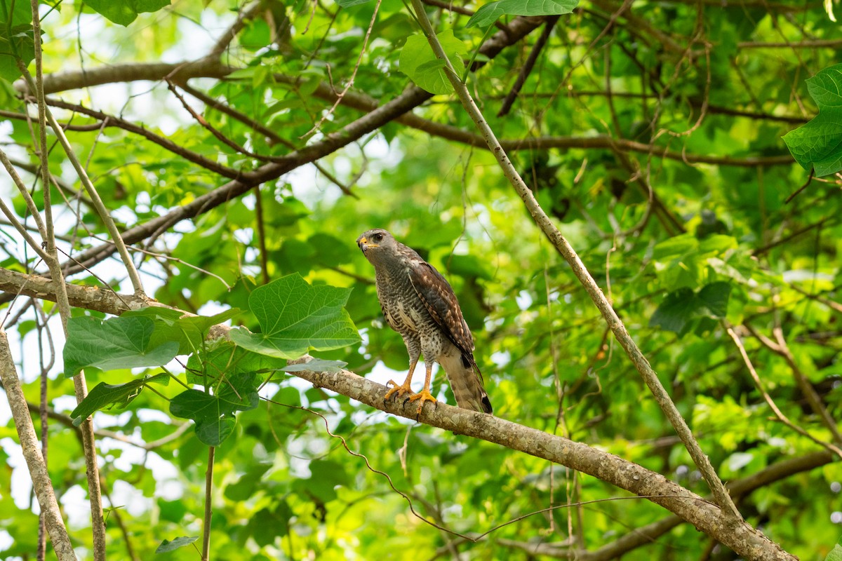 Gray Hawk - ML638970950