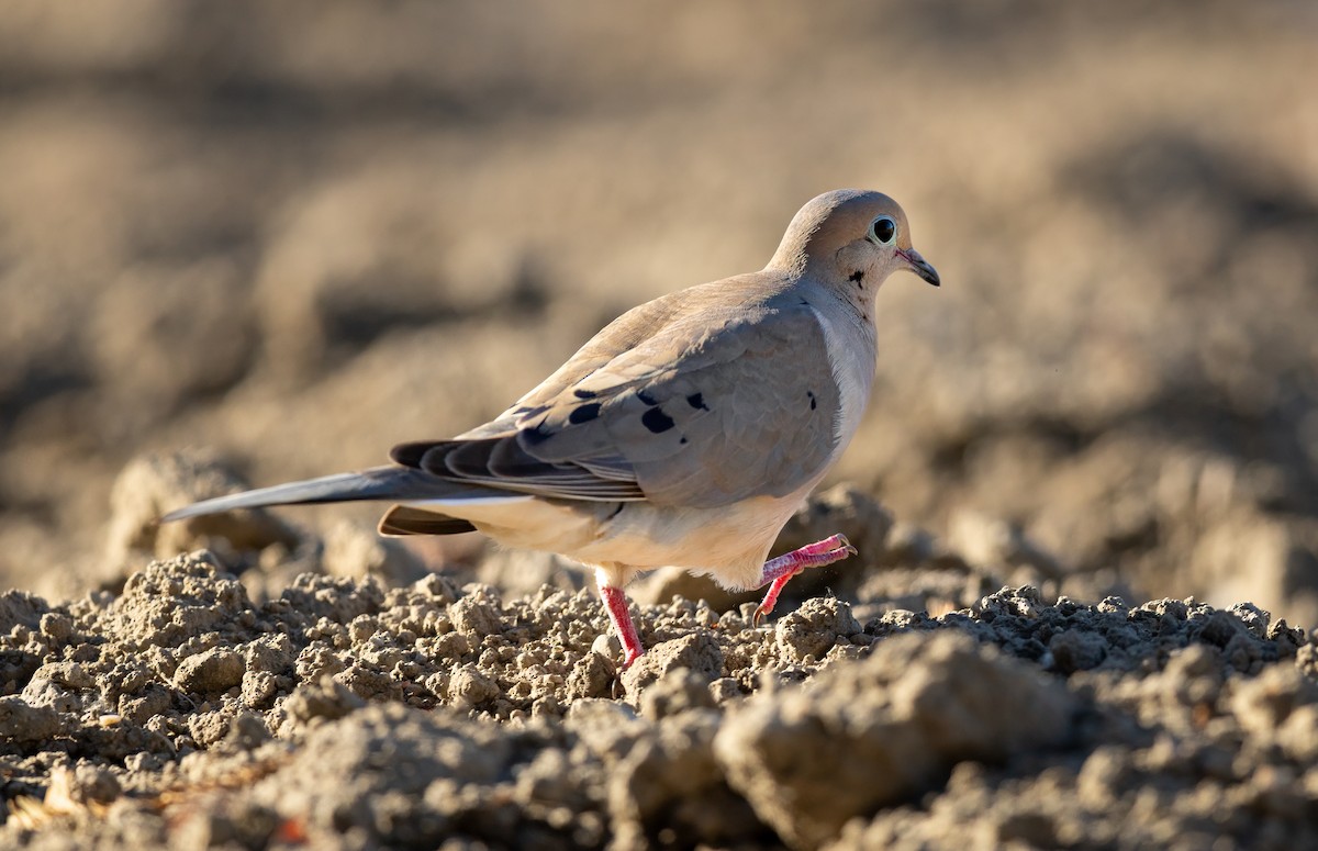 Mourning Dove - ML638970960