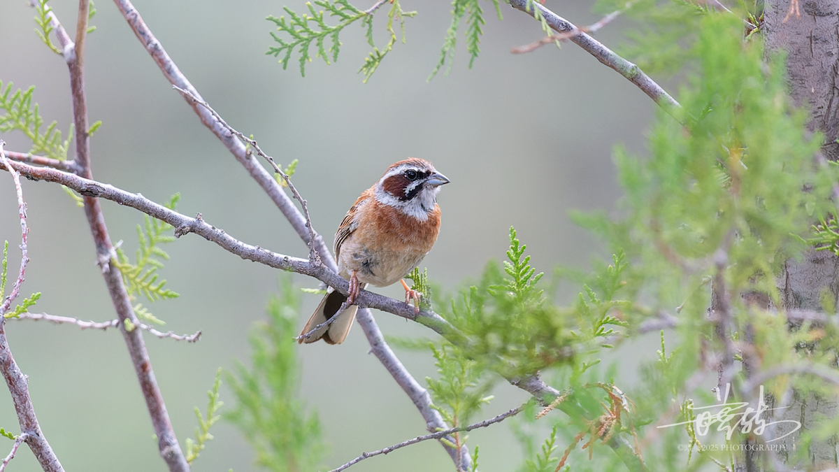 Meadow Bunting - ML638970997