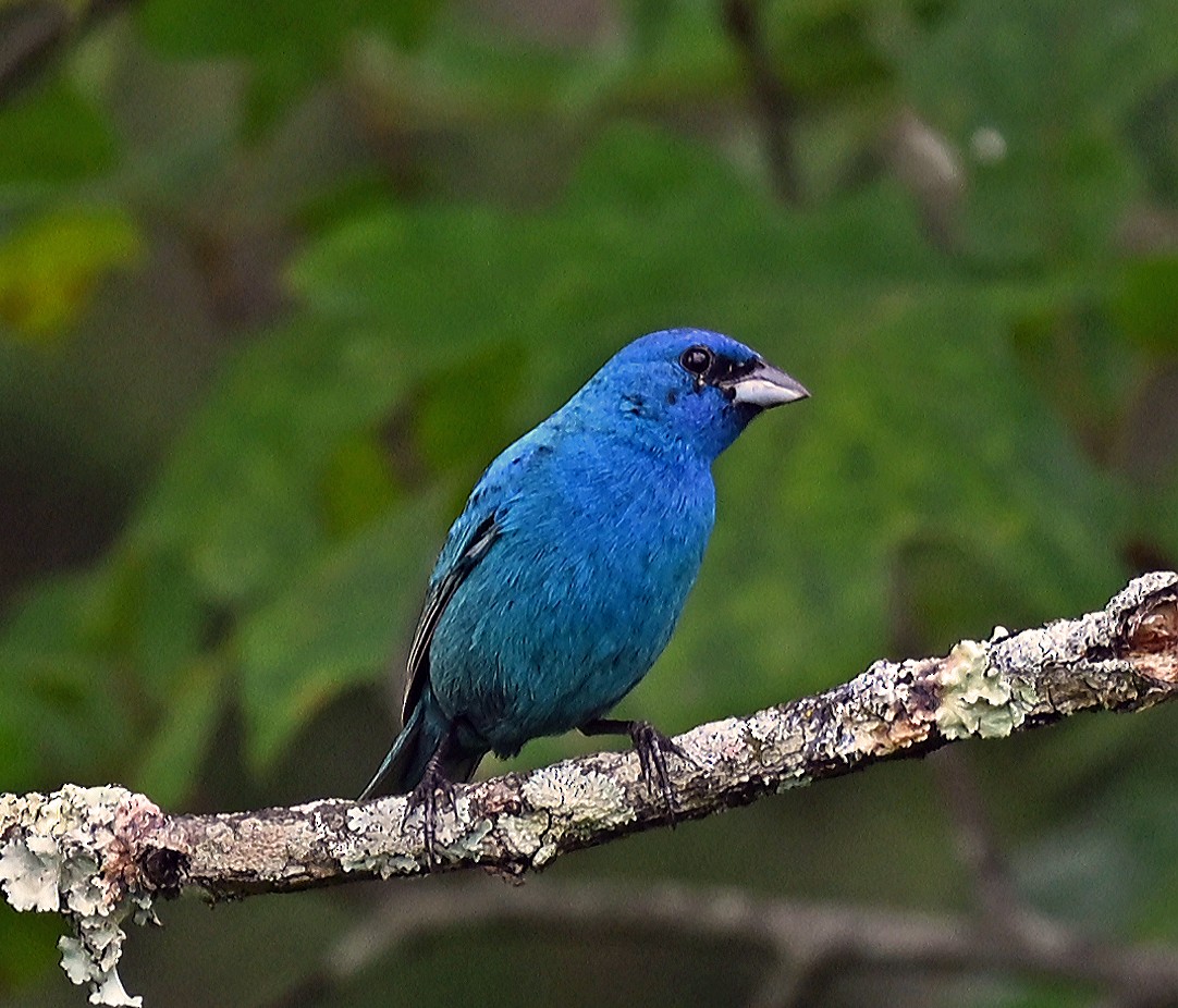 Indigo Bunting - ML638971019