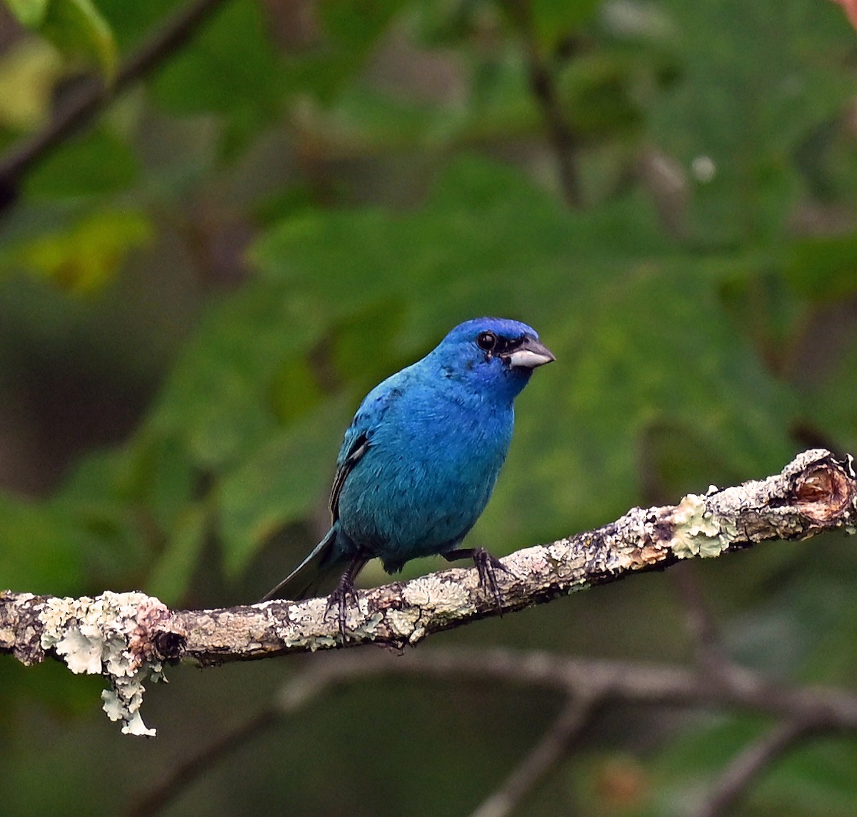 Indigo Bunting - ML638971020